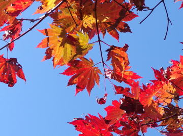 ハウチワカエデ