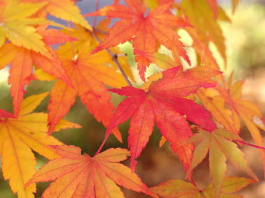 モミジの写真