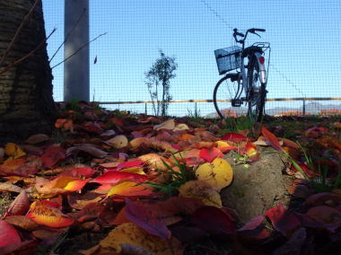 サクラのモミジと自転車の写真