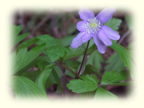 キクザキイチゲ